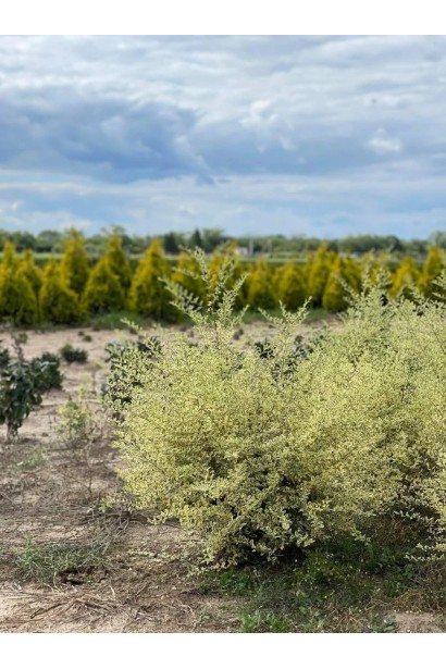 Висота бірючини ібота Мюслі